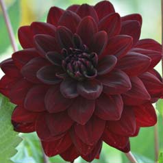 Dalia Decorativa 'Arabian Night'